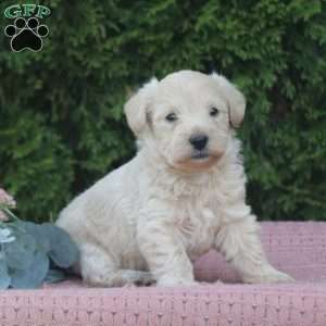 Reeses, West Highland Terrier Puppy